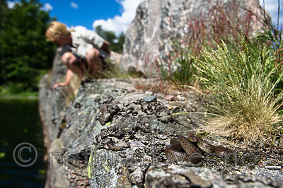 BB_20160613_0217 / Coronella austriaca / Slettsnok