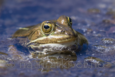 BB_20160613_0356 / Pelophylax lessonae / Damfrosk