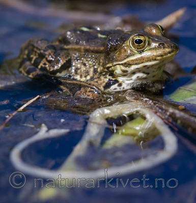 BB_20160613_0398 / Pelophylax lessonae / Damfrosk