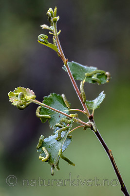 BB_20160701_0161 / Betula pubescens / Bjørk <br /> Betula pubescens tortuosa / Fjellbjørk <br /> Epirrita autumnata / Fjellbjørkemåler