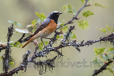 BB_20160703_0001 / Betula pubescens / Bjørk <br /> Phoenicurus phoenicurus / Rødstjert