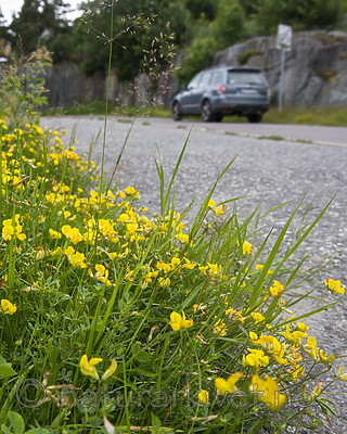 BB_20160710_0003 / Lotus corniculatus / Tiriltunge