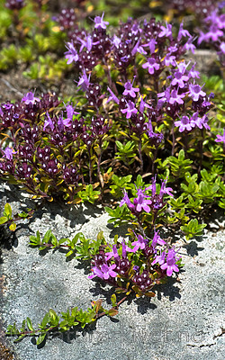 BB_20160712_0059 / Thymus serpyllum serpyllum / Smaltimian