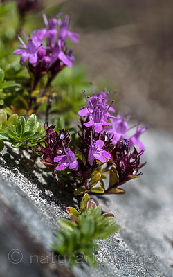 BB_20160712_0116 / Thymus serpyllum serpyllum / Smaltimian