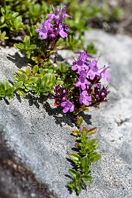 BB_20160712_0124 / Thymus serpyllum serpyllum / Smaltimian