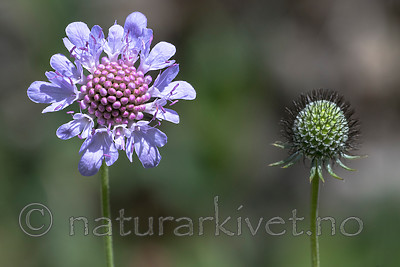 BB_20160712_0159 / Scabiosa columbaria / Bakkeknapp