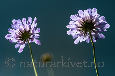 BB_20160712_0463 / Scabiosa columbaria / Bakkeknapp