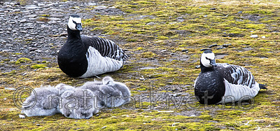 BB_20160713_0035 / Branta leucopsis / Hvitkinngås