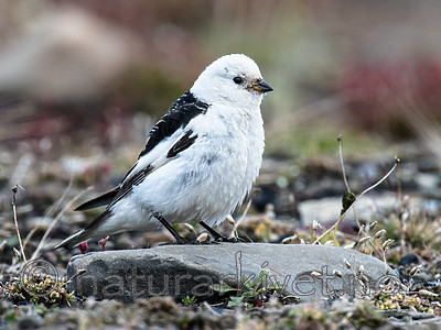 BB_20160714_0001 / Plectrophenax nivalis / Snøspurv