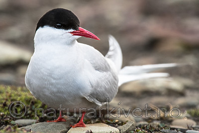 BB_20160714_0134 / Sterna paradisaea / Rødnebbterne