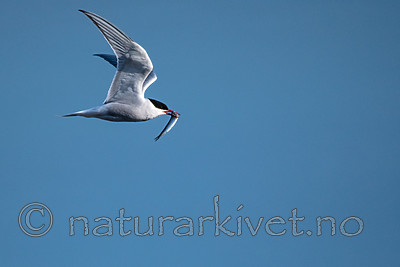 BB_20160714_0223 / Sterna paradisaea / Rødnebbterne