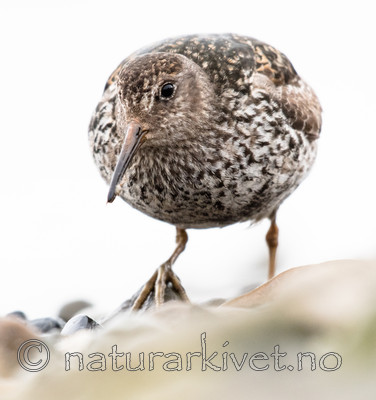 BB_20160714_0248 / Calidris maritima / Fjæreplytt