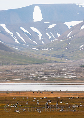 BB_20160714_0293 / Branta leucopsis / Hvitkinngås