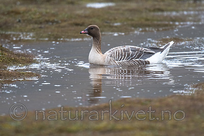BB_20160714_0306 / Anser brachyrhynchus / Kortnebbgås