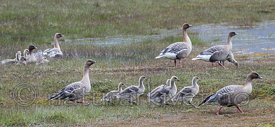 BB_20160714_0328 / Anser brachyrhynchus / Kortnebbgås