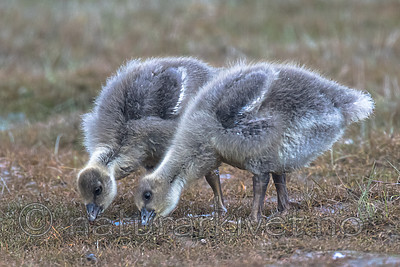 BB_20160714_0348 / Anser brachyrhynchus / Kortnebbgås