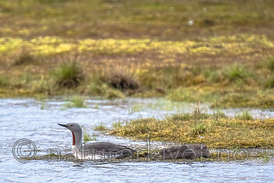 BB_20160714_0377 / Gavia stellata / Smålom