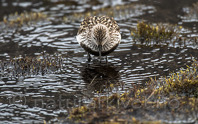 BB_20160714_0544 / Calidris alpina / Myrsnipe
