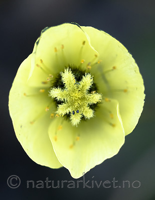 BB_20160714_0630 / Papaver dahlianum / Polarvalmue