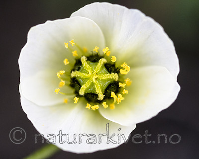 BB_20160714_0664 / Papaver dahlianum / Polarvalmue