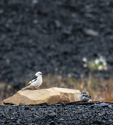 BB_20160715_0216 / Plectrophenax nivalis / Snøspurv