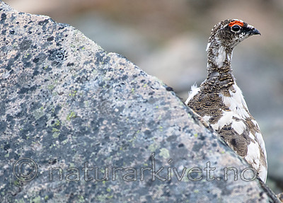 BB_20160715_0277 / Lagopus muta / Fjellrype <br /> Lagopus muta hyperborea / Svalbardrype