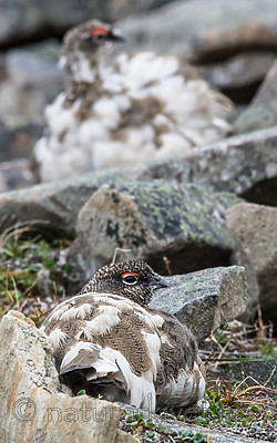 BB_20160715_0323 / Lagopus muta / Fjellrype <br /> Lagopus muta hyperborea / Svalbardrype