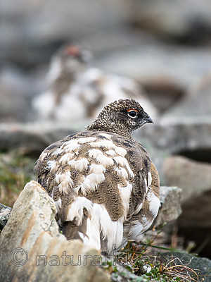 BB_20160715_0343 / Lagopus muta / Fjellrype <br /> Lagopus muta hyperborea / Svalbardrype