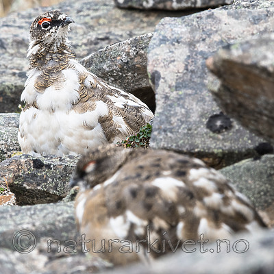 BB_20160715_0433 / Lagopus muta / Fjellrype <br /> Lagopus muta hyperborea / Svalbardrype