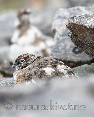 BB_20160715_0435 / Lagopus muta / Fjellrype <br /> Lagopus muta hyperborea / Svalbardrype