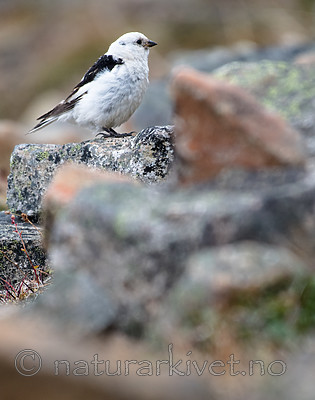 BB_20160715_0499 / Plectrophenax nivalis / Snøspurv