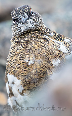 BB_20160715_0533 / Lagopus muta / Fjellrype <br /> Lagopus muta hyperborea / Svalbardrype