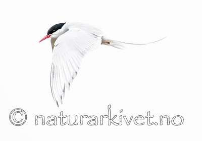 BB_20160716_0149 / Sterna paradisaea / Rødnebbterne