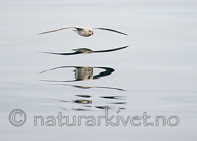 BB_20160717_0037 / Fulmarus glacialis / Havhest