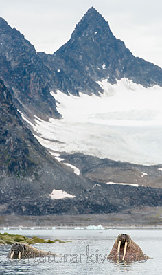 BB_20160717_0153 / Odobenus rosmarus / Hvalross