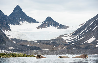 BB_20160717_0156 / Odobenus rosmarus / Hvalross