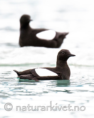 BB_20160717_0184 / Cepphus grylle / Teist