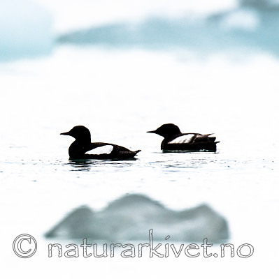 BB_20160717_0198 / Cepphus grylle / Teist