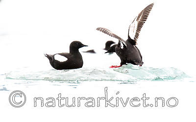 BB_20160717_0203 / Cepphus grylle / Teist