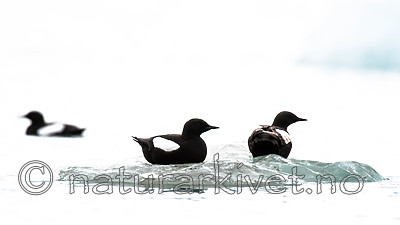 BB_20160717_0204 / Cepphus grylle / Teist