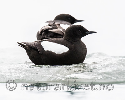 BB_20160717_0219 / Cepphus grylle / Teist