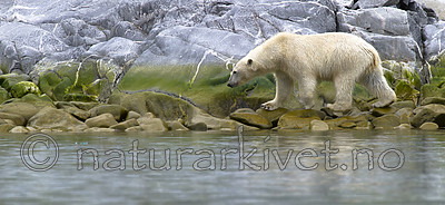 BB_20160717_0331 / Ursus maritimus / Isbjørn
