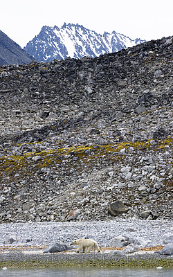 BB_20160717_0336 / Ursus maritimus / Isbjørn