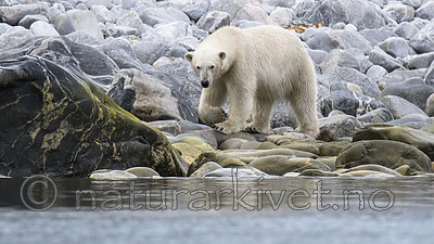 BB_20160717_0360 / Ursus maritimus / Isbjørn
