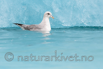 BB_20160718_0120 / Fulmarus glacialis / Havhest