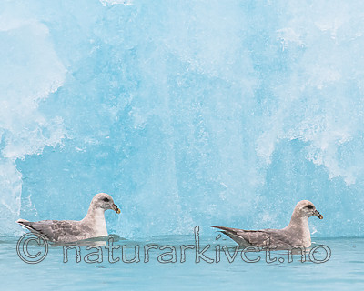 BB_20160718_0132 / Fulmarus glacialis / Havhest