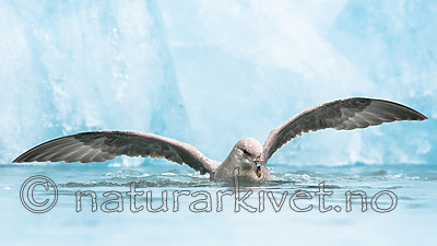 BB_20160718_0176 / Fulmarus glacialis / Havhest