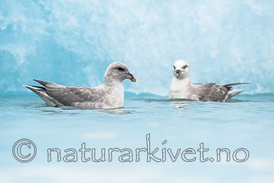 BB_20160718_0185 / Fulmarus glacialis / Havhest