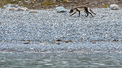BB_20160718_0226 / Vulpes lagopus / Fjellrev