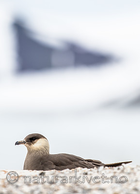 BB_20160718_0311 / Stercorarius parasiticus / Tyvjo